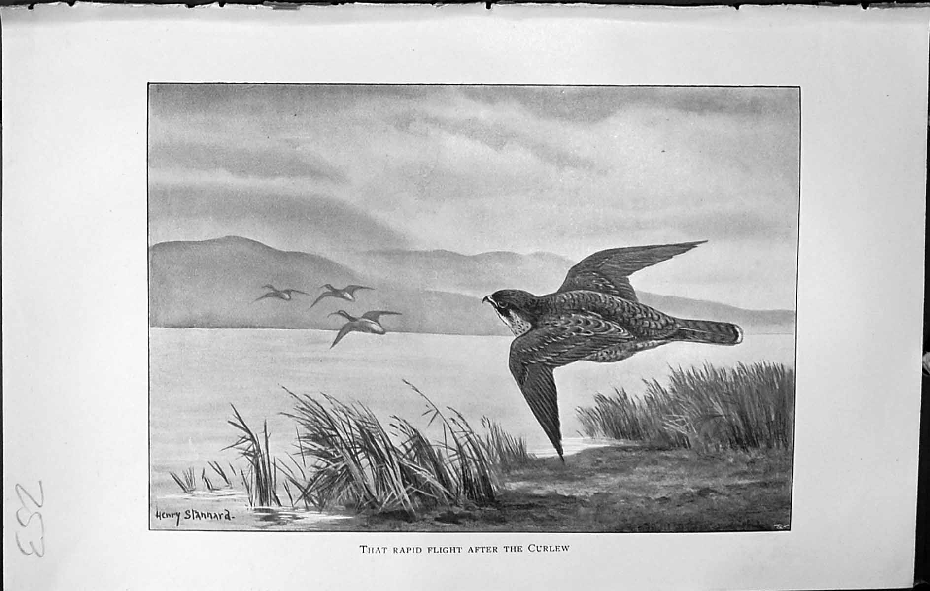Old Badminton Magazine 1903 Rapid Flight Curlew Birds Flying Henry St 20th