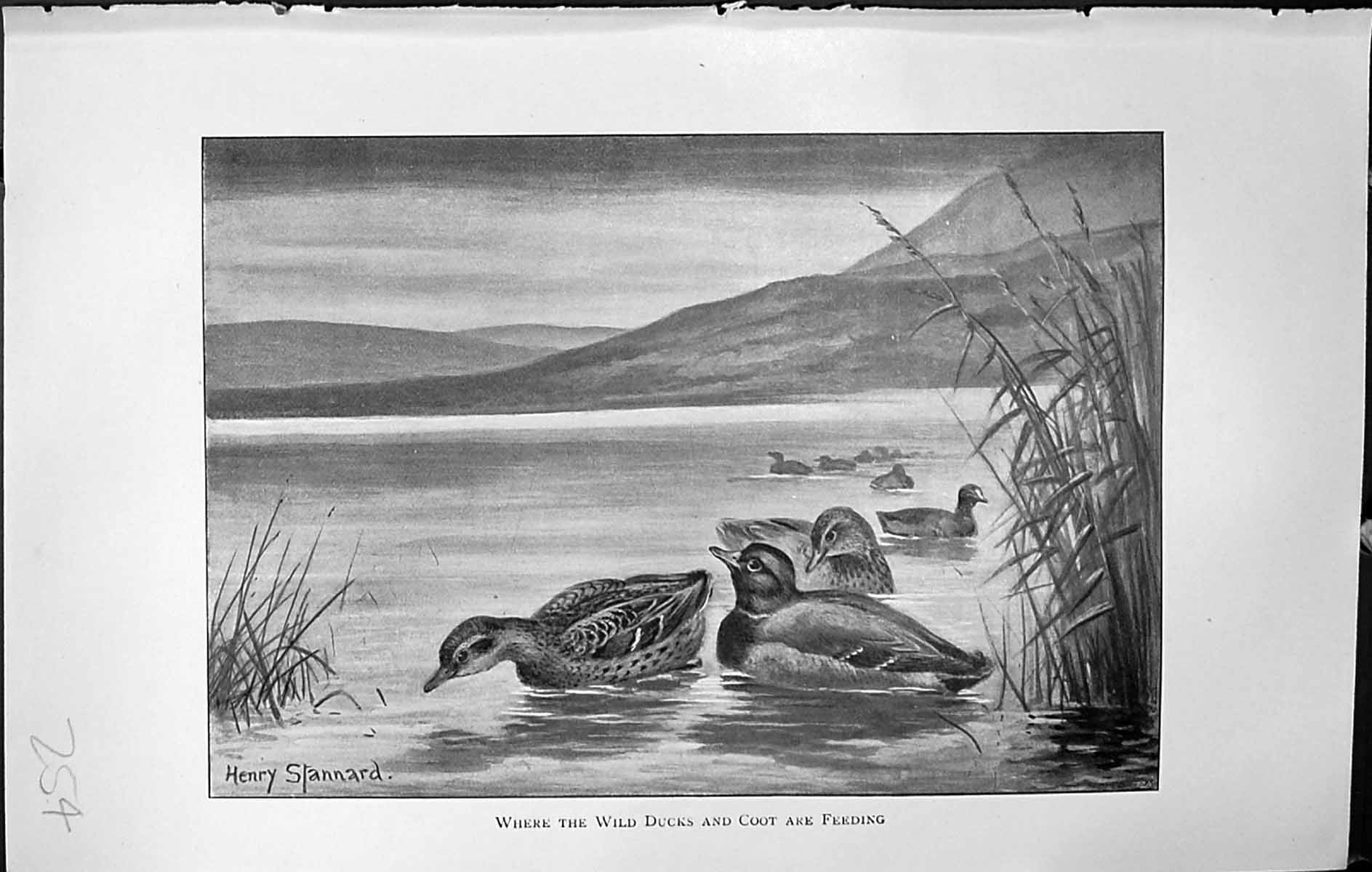 Old Badminton Magazine 1903 Wild Ducks Coot Feeding Birds Mountains R 20th