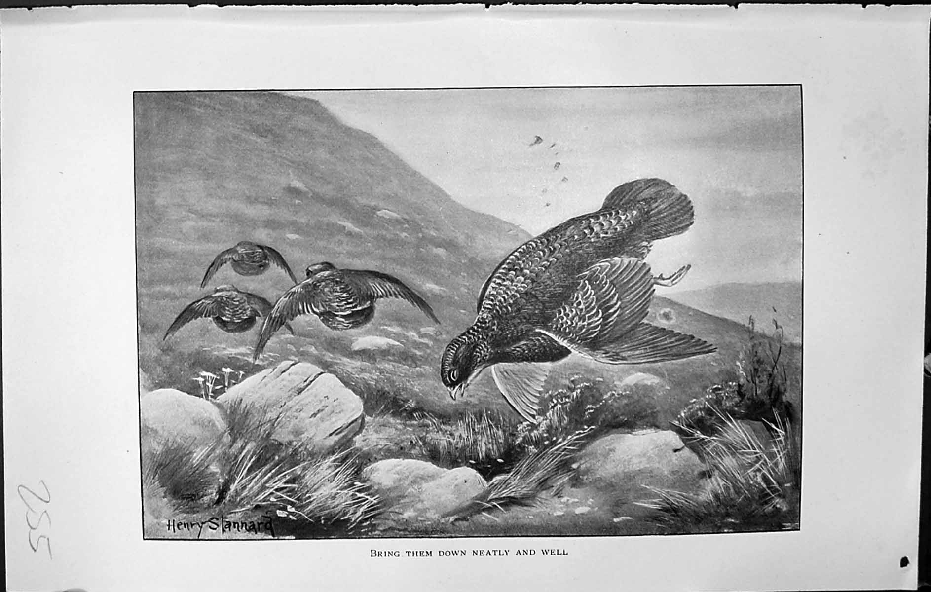 Old Badminton Magazine 1903 Wild Birds Hunting Pheasants Henry Stanna 20th