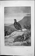 Old Badminton Magazine 1903 Pheasant Birds Hunting Mountains Henry St 20th