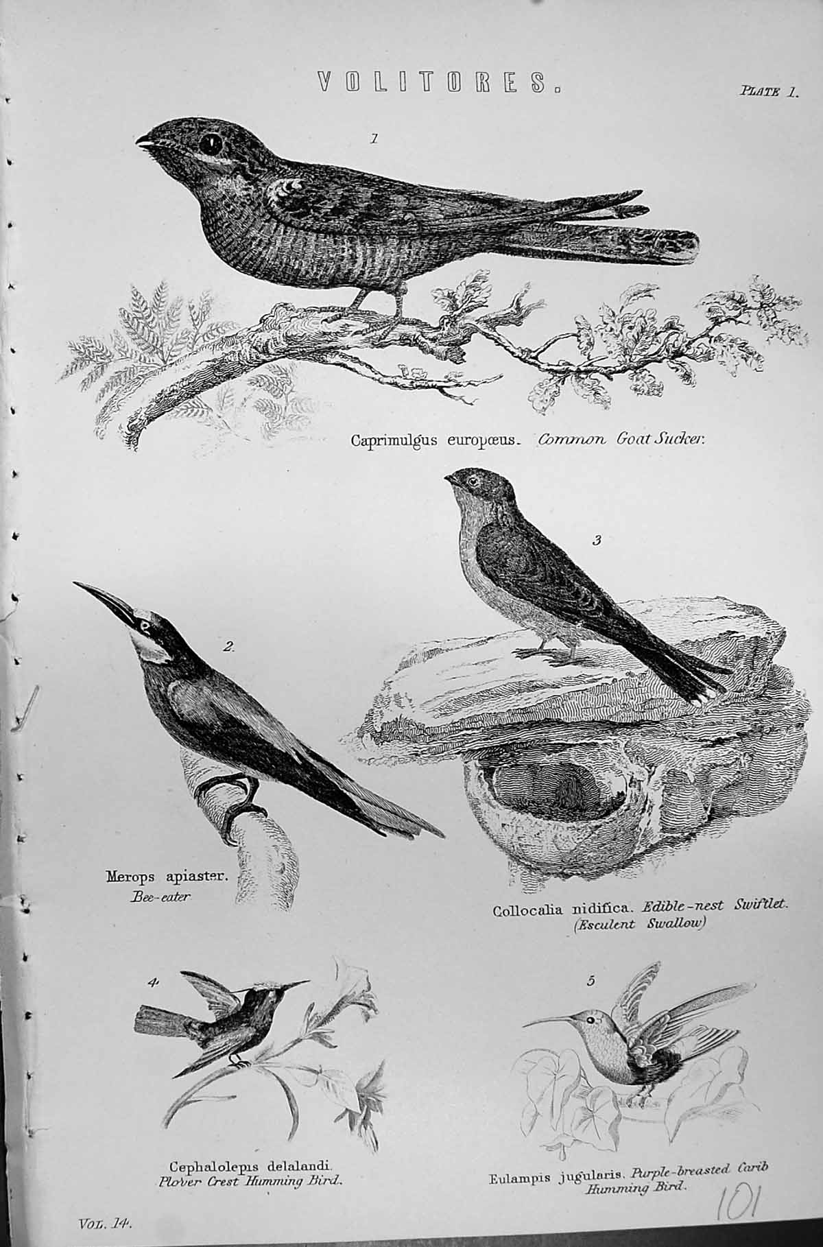 Old Volitores Birds Goat Sucker Swiftlet Bee-Eater Humming Mackenzie