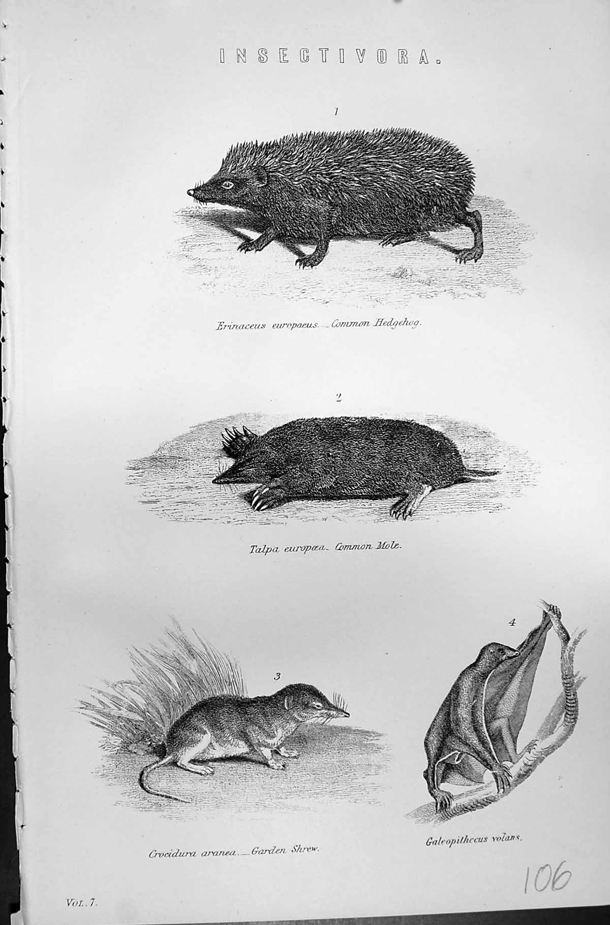 Old Insectivora Hedgehog Common Mole Garden Shrew Volans Mackenzie C1