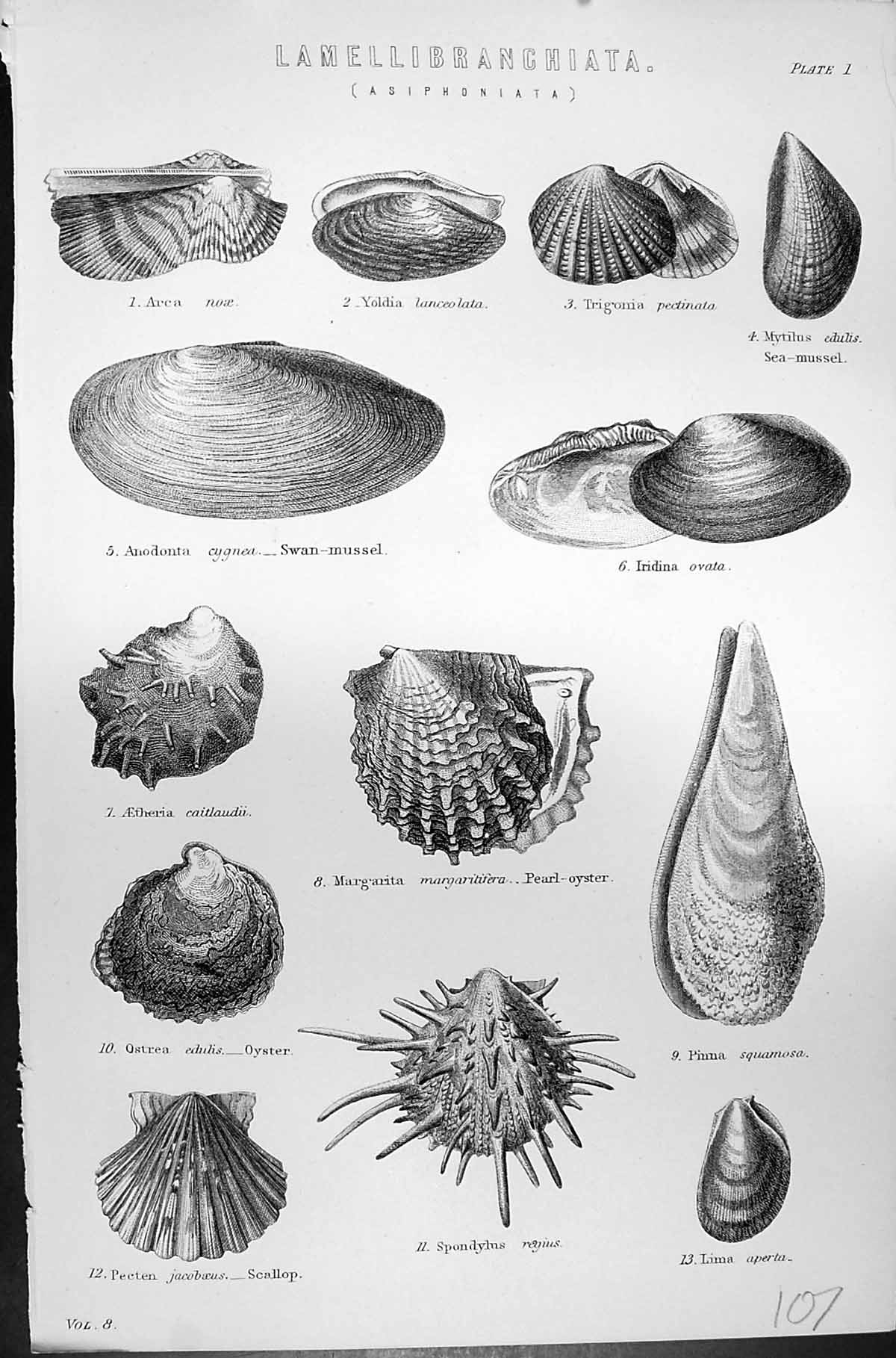 Old Mackenzie C1880 Science Lamellibranchiata Swan Mussel Oyster Scal Victorian