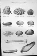Old Lamellibranchiata Clam Cockle Razor Shell Lazarus Mackenzie C1880 Victorian