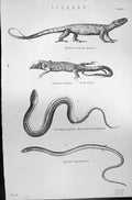 Old Mackenzie C1880 Science Lizards Monitor Great Ocellata Grass Snak Victorian