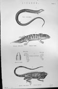 Old Lizards Tridactylus Scink Iguana Tuberculata Mackenzie C1880 Scie Victorian