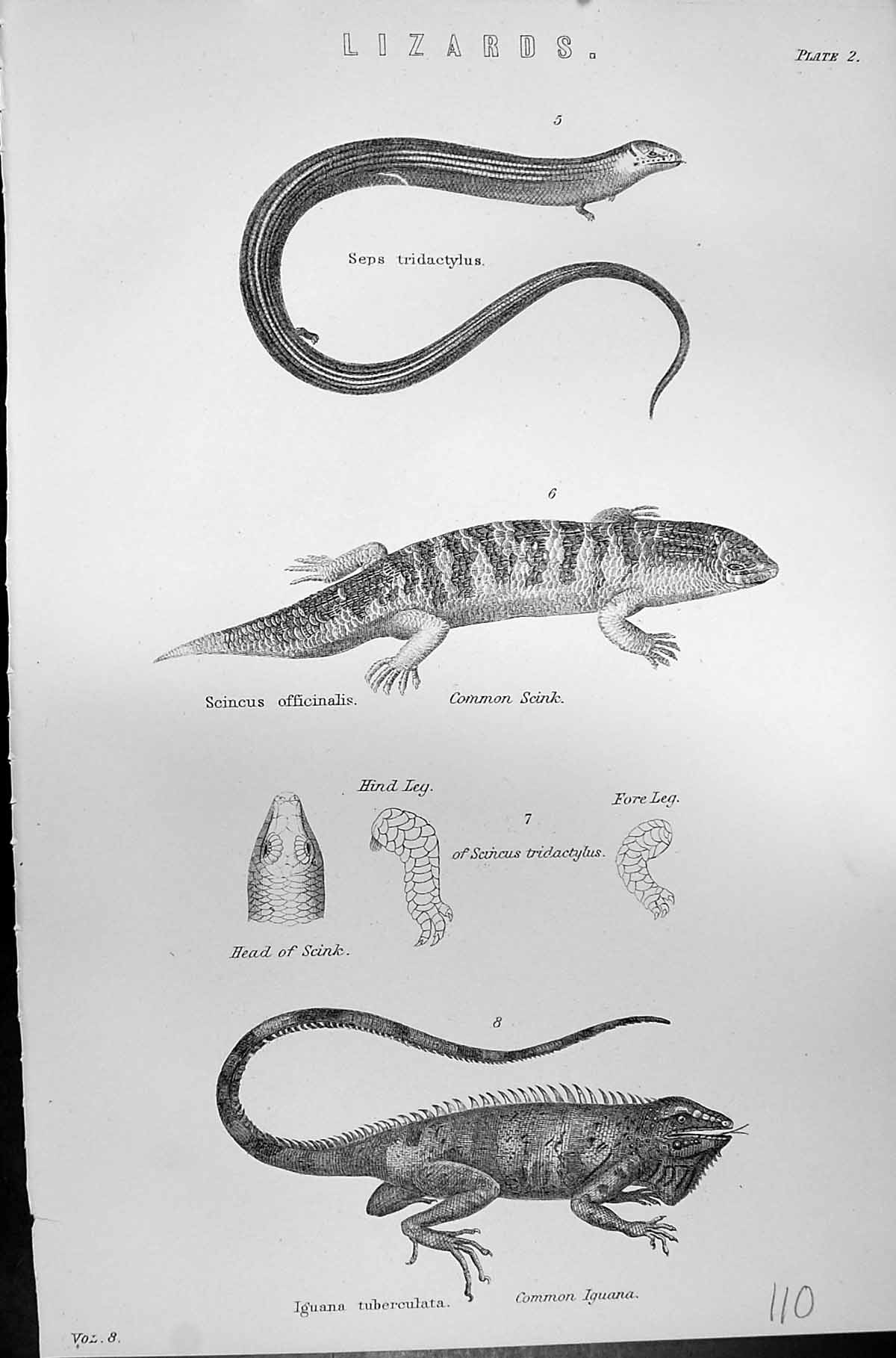 Old Lizards Tridactylus Scink Iguana Tuberculata Mackenzie C1880 Scie Victorian