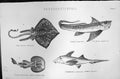 Old Mackenzie C1880 Science Fish Thornback Rabbit-Fish Torpedo Electr Victorian