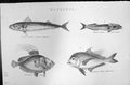 Old Mackenzie C1880 Science Mackerel Fish Common Remora Dory Black-Fo Victorian