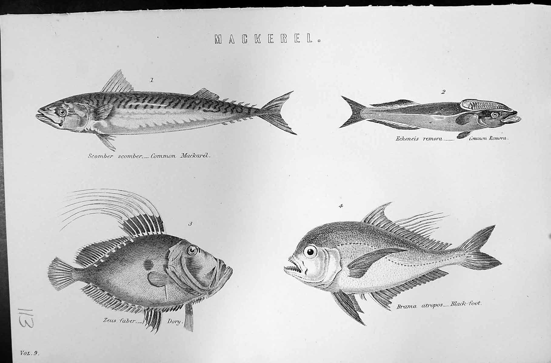 Old Mackenzie C1880 Science Mackerel Fish Common Remora Dory Black-Fo Victorian