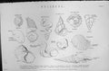 Old Mackenzie C1880 Science Mollusca Shells Scalaria Dolium Pleurotom Victorian