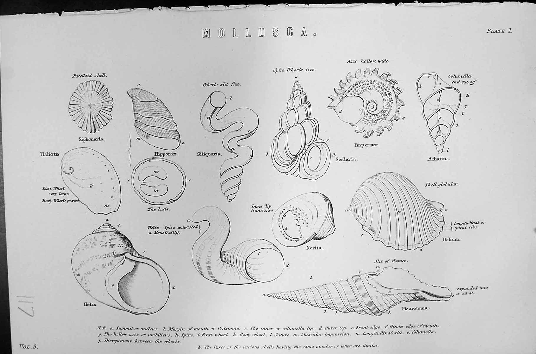 Old Mackenzie C1880 Science Mollusca Shells Scalaria Dolium Pleurotom Victorian