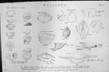 Old Mackenzie C1880 Science Mollusca Shells Ovula Olivia Bulla Turbo Victorian