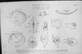 Old Mackenzie C1880 Science Mollusca Paletto Scaphopoda Cephalopoda S Victorian