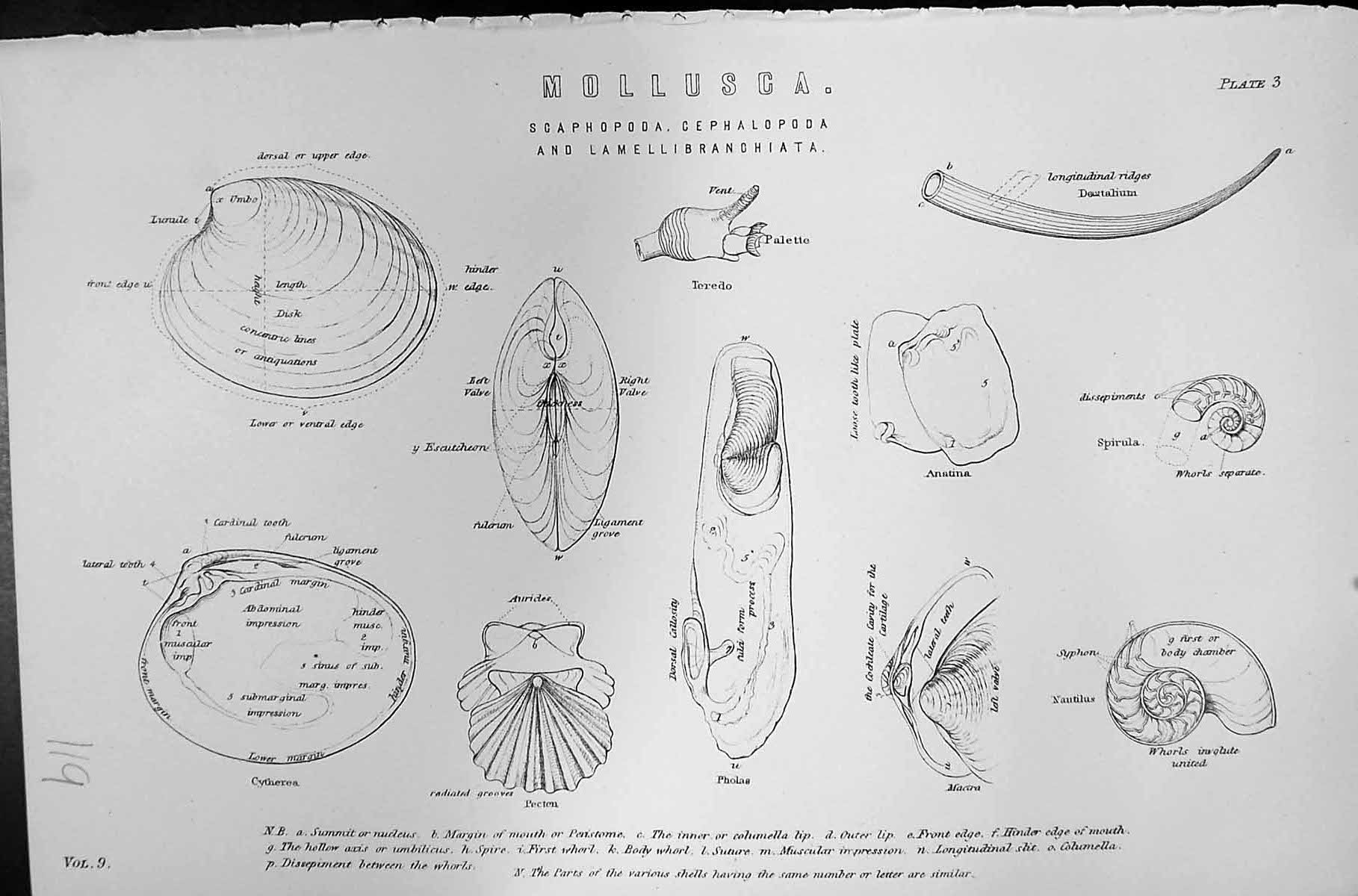 Old Mackenzie C1880 Science Mollusca Paletto Scaphopoda Cephalopoda S Victorian