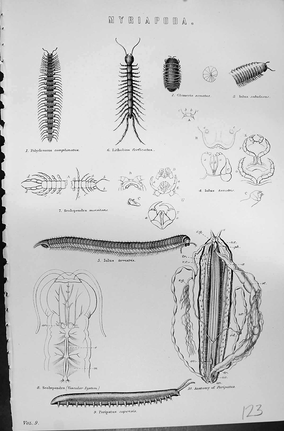 Old Mackenzie C1880 Science Capensis Peripatus Myriapoda Complanatus Victorian