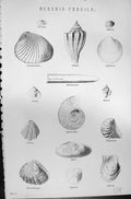 Old Neozoic Fossils Voluta Mya Clypeus Pecten Ostrea Mackenzie C1880 Victorian