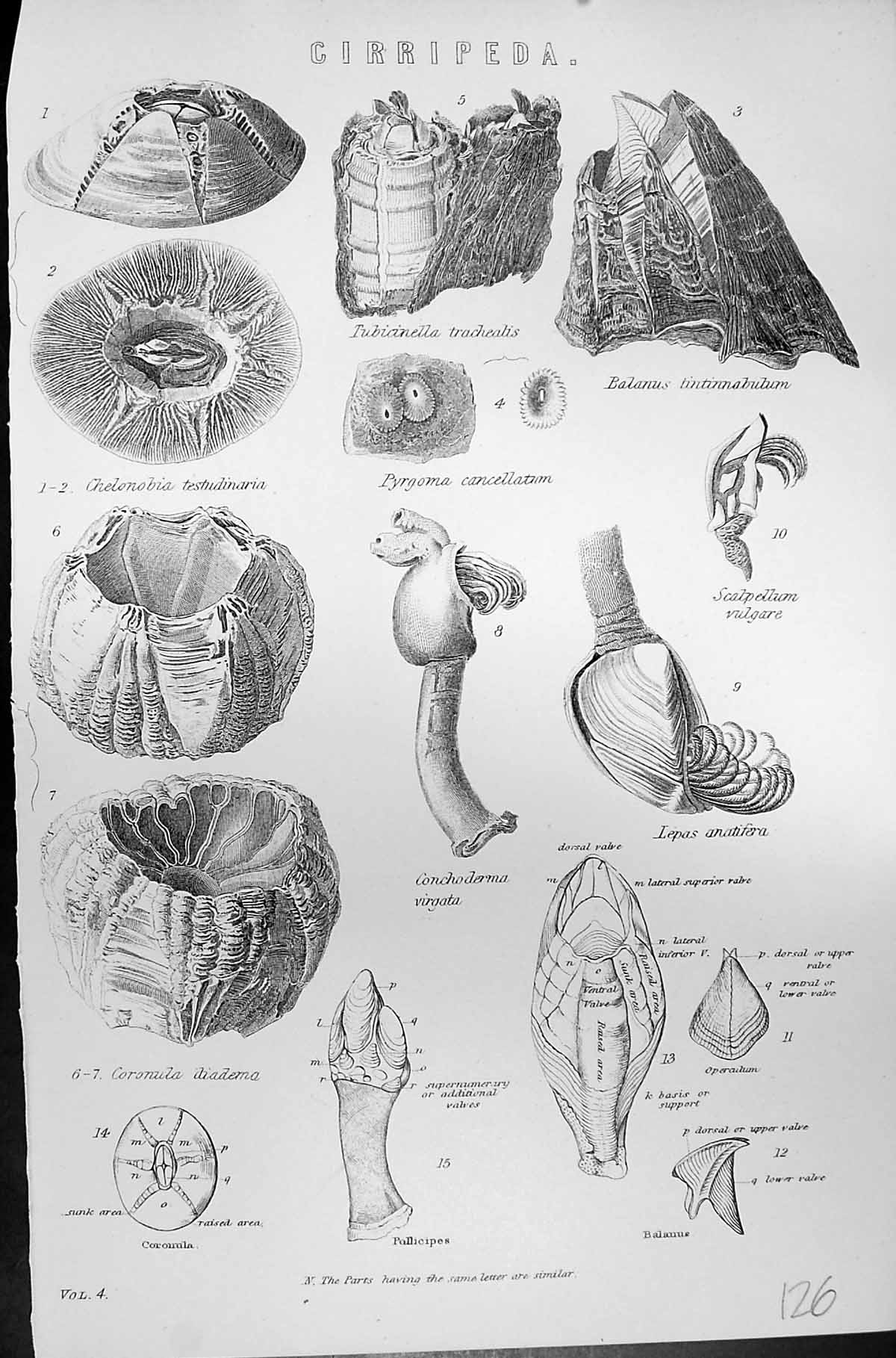 Old Cirripeda Tachealis Diadema Cancellatum Vulgare Mackenzie C1880 S Victorian