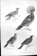 Old Columbae Birds Waalia Pigeon White-Booted Whiteheaded Mackenzie C
