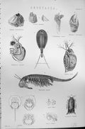 Old Crustacea Spongites Cornucopia Mackenzie C1880 Science Shellfish Victorian