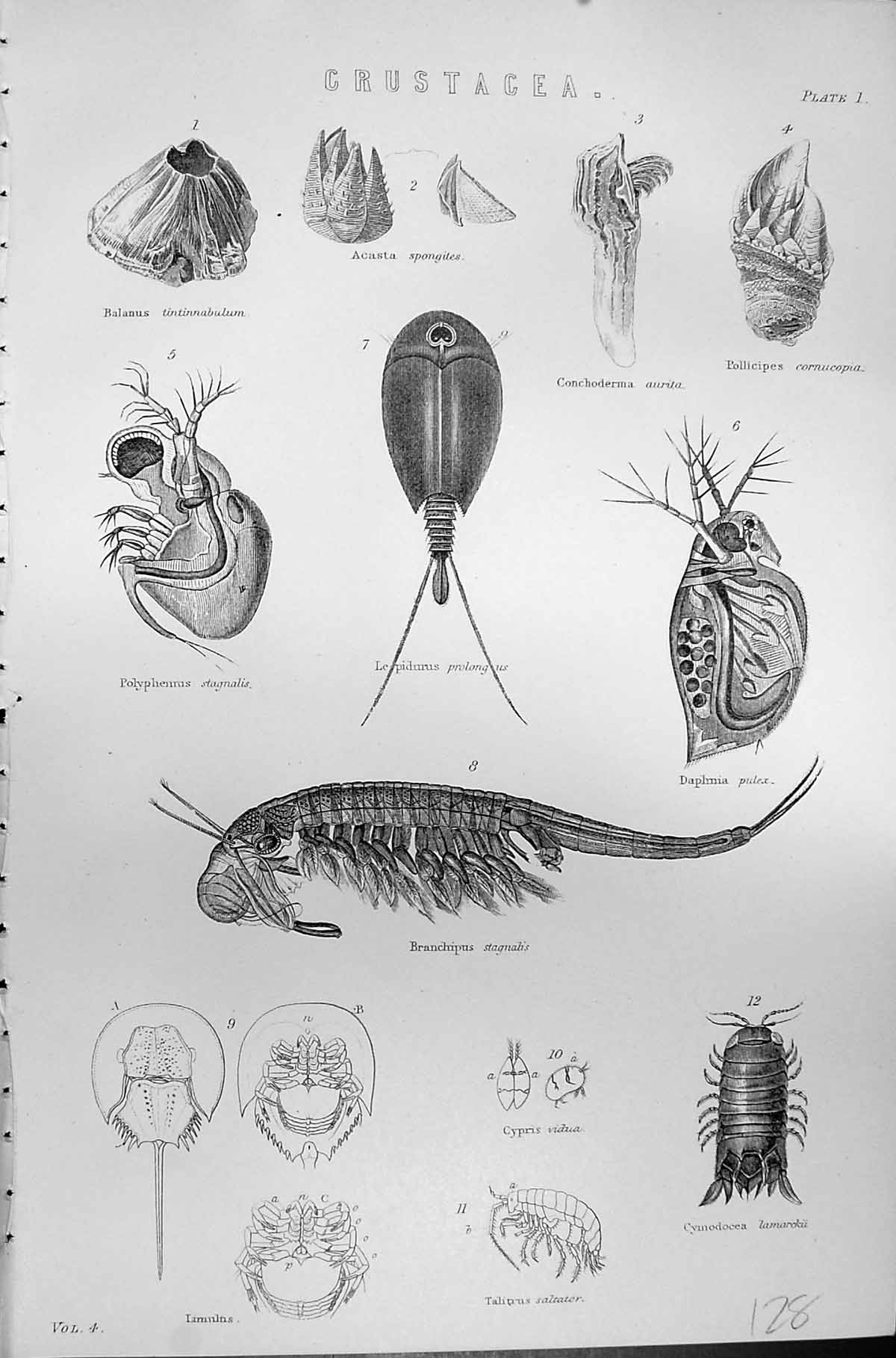 Old Crustacea Spongites Cornucopia Mackenzie C1880 Science Shellfish Victorian