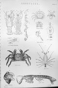 Old Mackenzie C1880 Science Crustacea Fluviatilis Verrucosa Squilla M Victorian