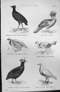 Old Bird Curassow Brush Turkey Partridge Sheathbill Mackenzie C1880 S Victorian