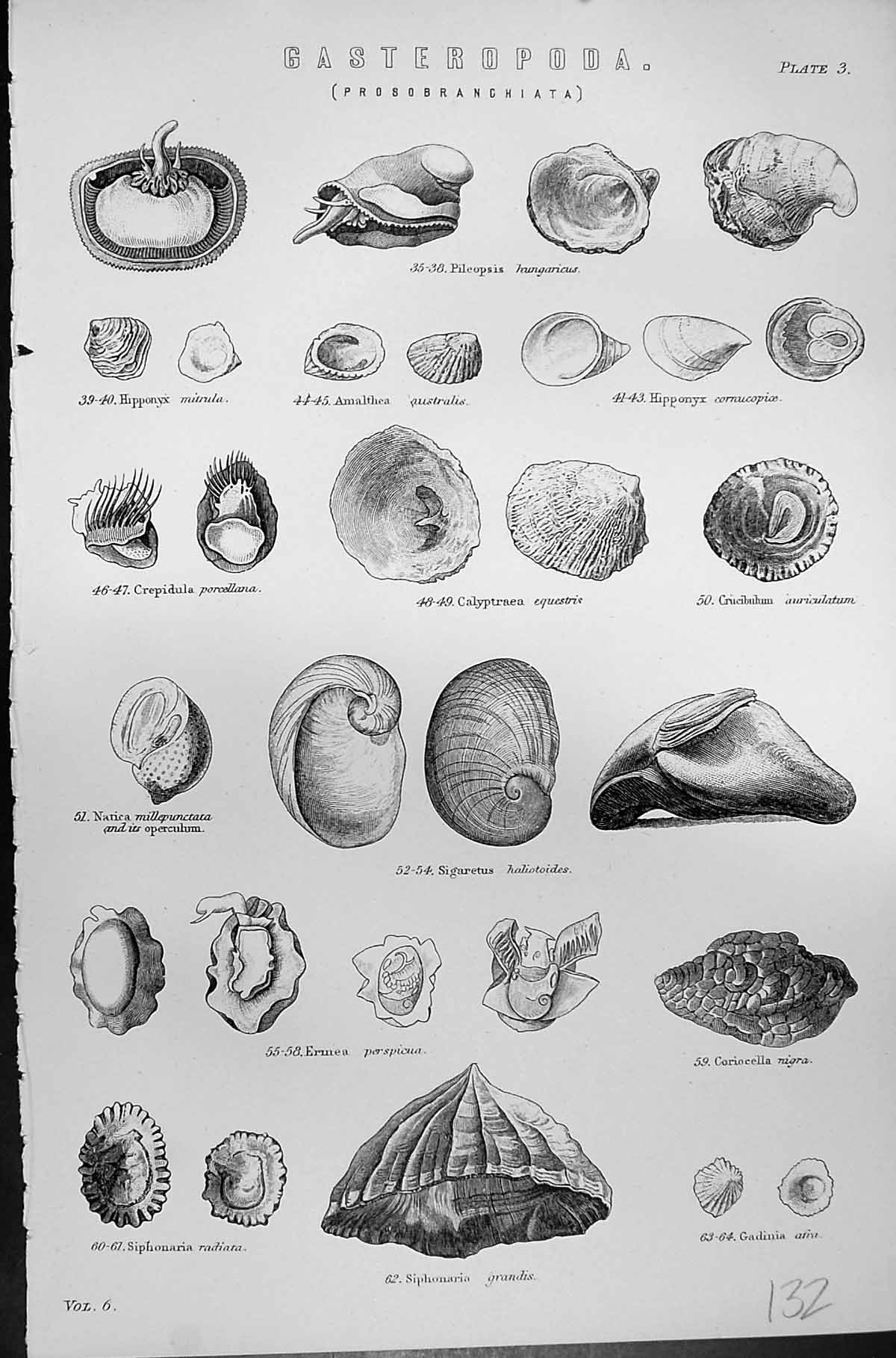Old Mackenzie C1880 Science Gasteropoda Shells Calyptraea Crepidula H Victorian