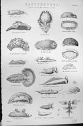Old Mackenzie C1880 Science Gasteropoda Leporina Hombergu Eolis Glauc Victorian