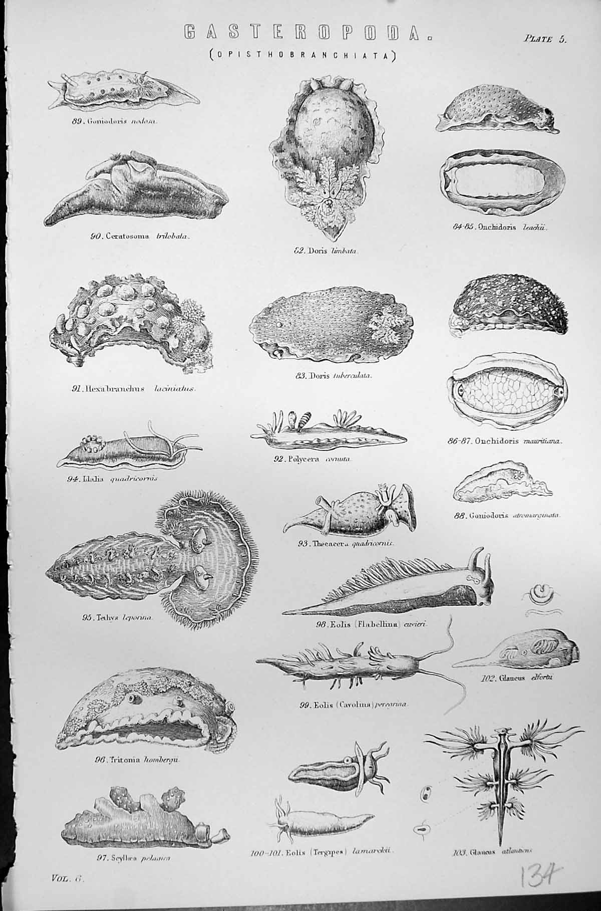 Old Mackenzie C1880 Science Gasteropoda Leporina Hombergu Eolis Glauc Victorian