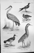 Old Grallae Birds Common Heron Plover Bittern Oyster Catcher Mackenzi