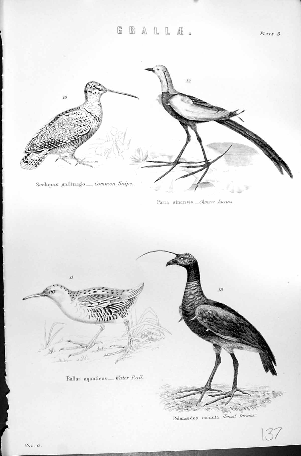 Old Grallae Birds Common Snipe Jacana Water Rail Horned Screamer C188 Victorian