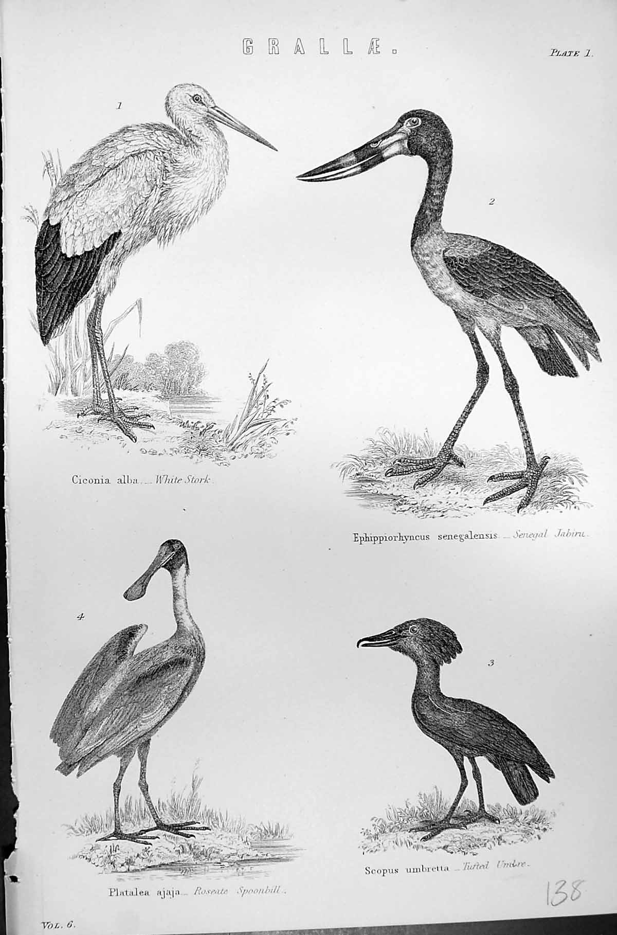 Old Grallae Birds White Stork Senegal Jabiru Spoonbill Umbre Mackenzi