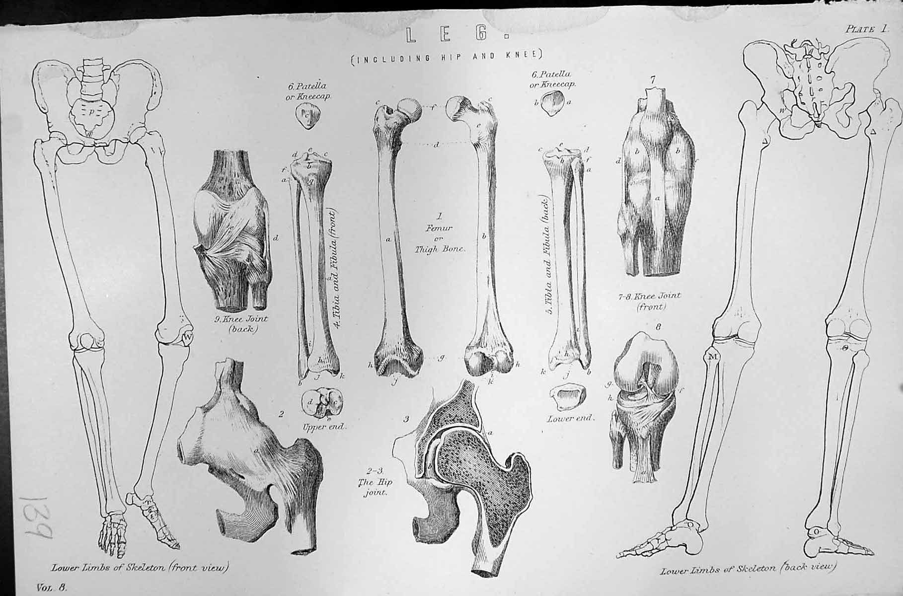 Old Mackenzie C1880 Science Leg Skeleton Bones Hip Knee Joint Thigh P Victorian
