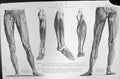 Old Human Leg Hip Knee Muscles Quadriceps Biceps Flexor Mackenzie C18 19th