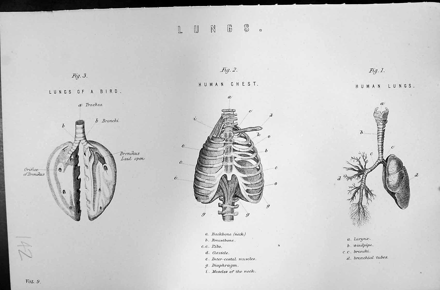 Old Mackenzie C1880 Science Human Lungs Chest Bird Backbone Breastbon Victorian