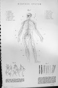 Old Mackenzie C1880 Science Human Body Nervous System Cerebrum Nerves Victorian