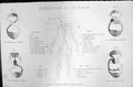 Old Human Body Circulation Blood Molluscs Fish Reptiles Mackenzie C18 19th