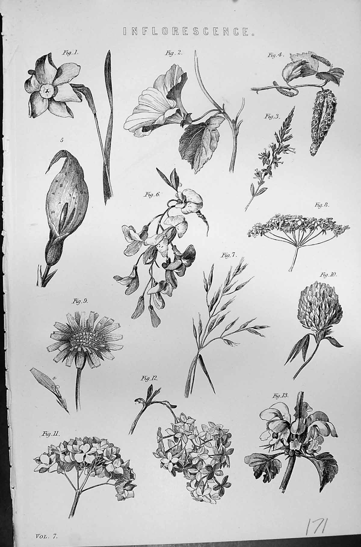 Antique Old Print Mackenzie C1880 Science Inflorescence Flowers Planst Nature