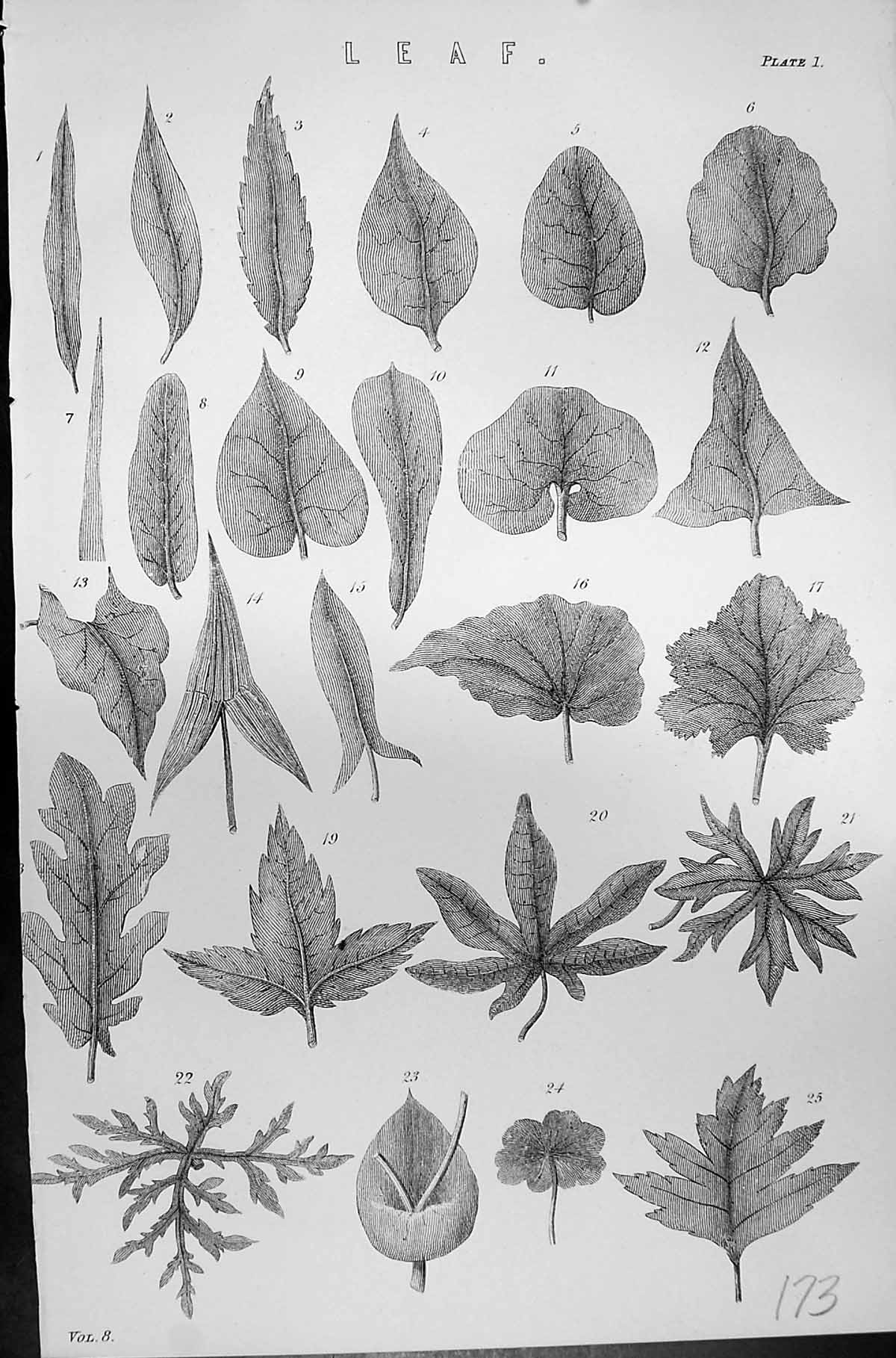Original Old Antique Print Mackenzie C1880 Science Leaf Plants Nature Botany