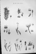 Original Old Antique Print Mackenzie C1880 Science Mosses Plants Nature Botany