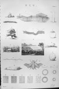 Original Old Antique Print Mackenzie C1880 Science Dew Shapes Diagrams Insects