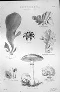 Old Cryptogamia Thallophytes Muscarius Edulis Mackenzie C1880 Encyclo Victorian