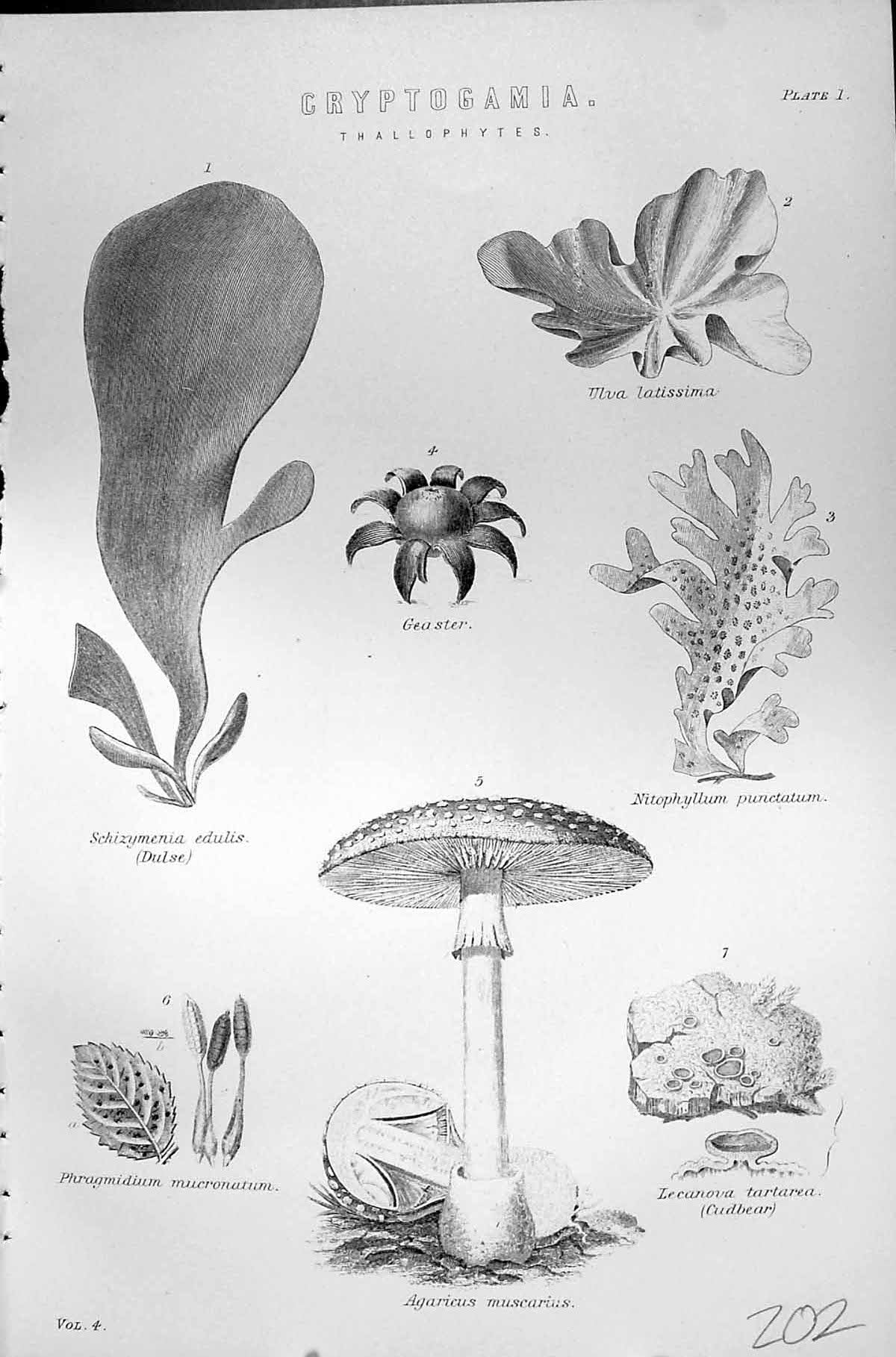 Old Cryptogamia Thallophytes Muscarius Edulis Mackenzie C1880 Encyclo Victorian
