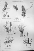 Old Mackenzie C1880 Encyclopaedia Cryptogamia Vulgatum Arvense Globul Victorian