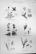Old Cryptogamia Muscineae Frullania Hornum Fontana 1880 Encyclopaedia Victorian