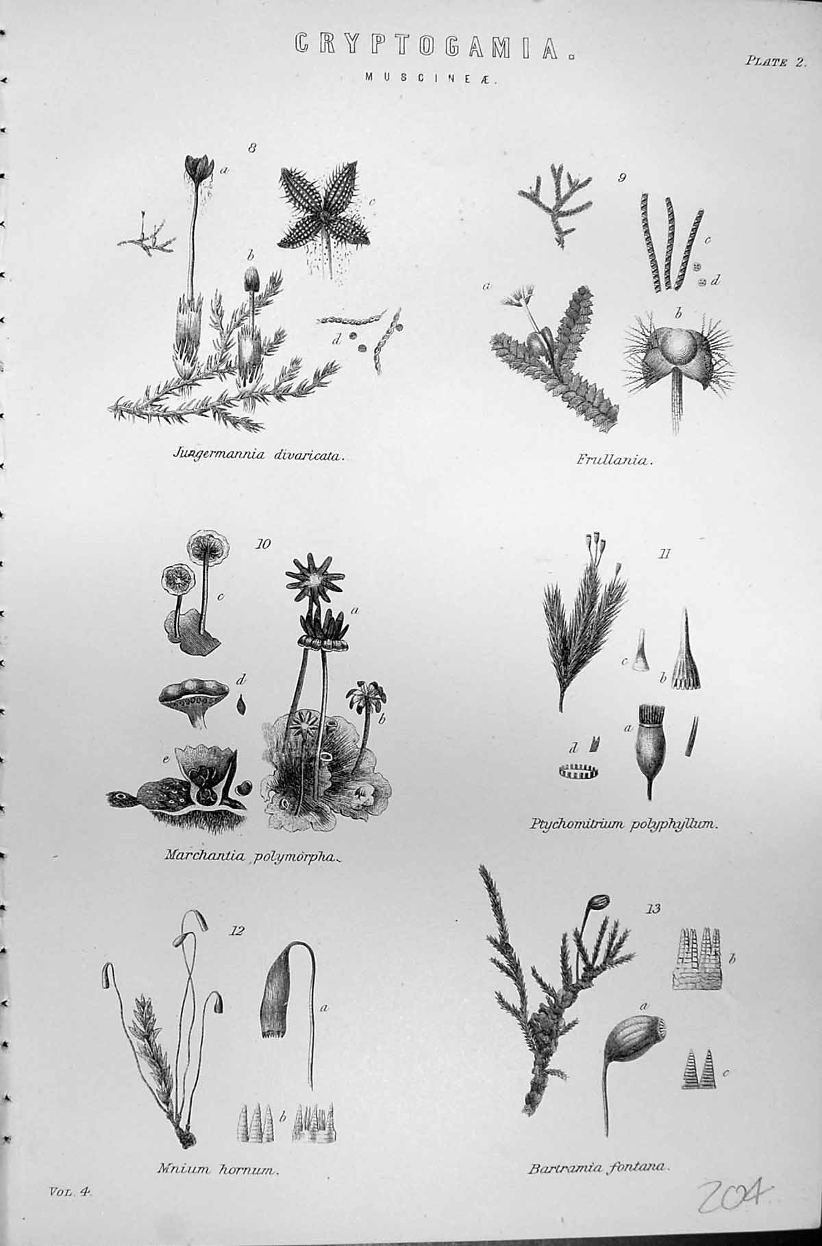 Old Cryptogamia Muscineae Frullania Hornum Fontana 1880 Encyclopaedia Victorian