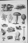 Old Fungus Mollis Gibbosa Boletus Nectria Mackenzie C1880 Encyclopaed Victorian