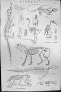 Old C1880 Science Backbone Crocodile Iguana Woodpecker Peacock Sloth Victorian
