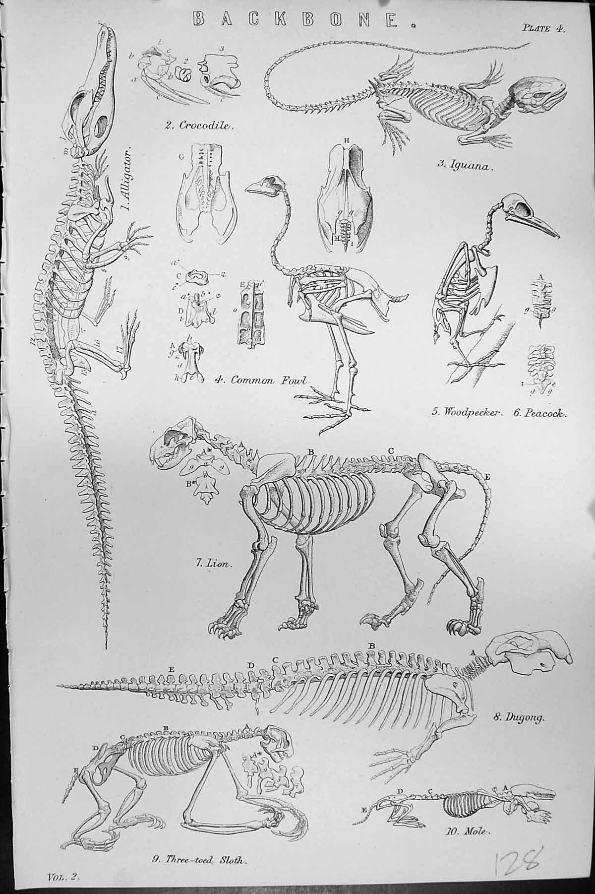 Old C1880 Science Backbone Crocodile Iguana Woodpecker Peacock Sloth Victorian